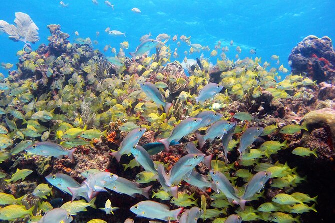 PADI Discover Scuba Diving for divers without certification - Price and value: is $169 a good deal for a beginner?