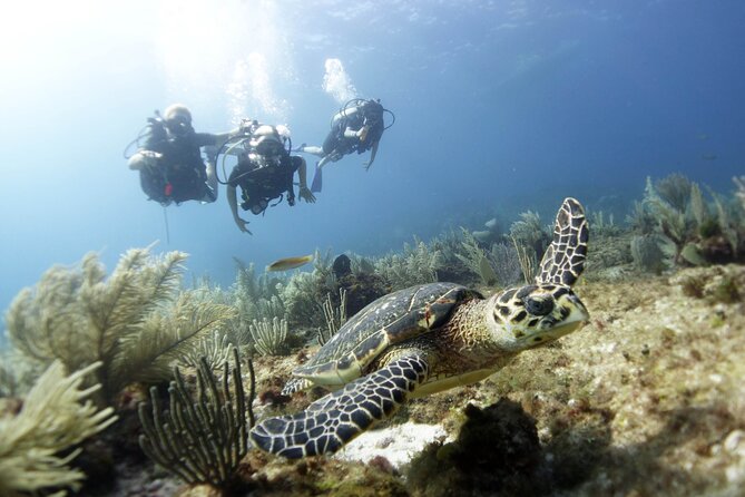 PADI Discover Scuba Diving for divers without certification - The 11:00 AM plan: what your ~5 hours actually feel like