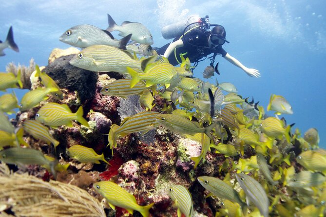 PADI Open Water Diver Course - Logistics that can make or break your first morning