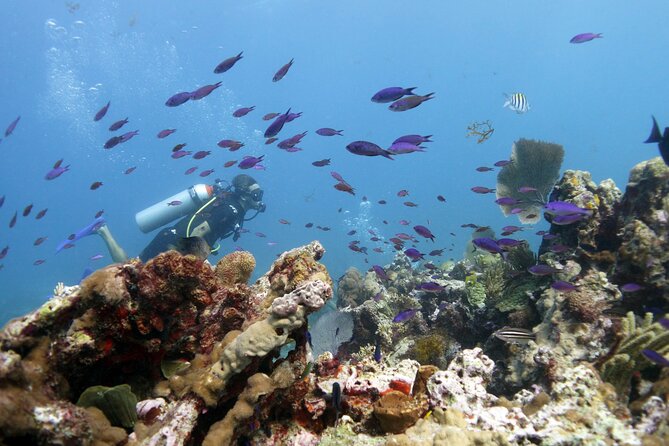 PADI Open Water Diver Course - What to do before you show up for day one