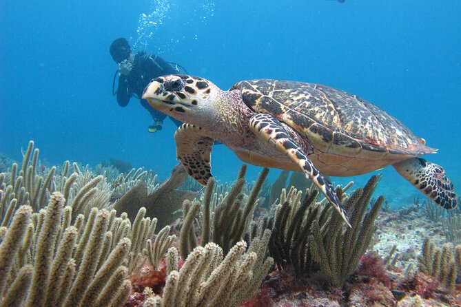 PADI Open Water Diving Certification Course Activity - Cancun morning: the easiest way to start (and what to expect)