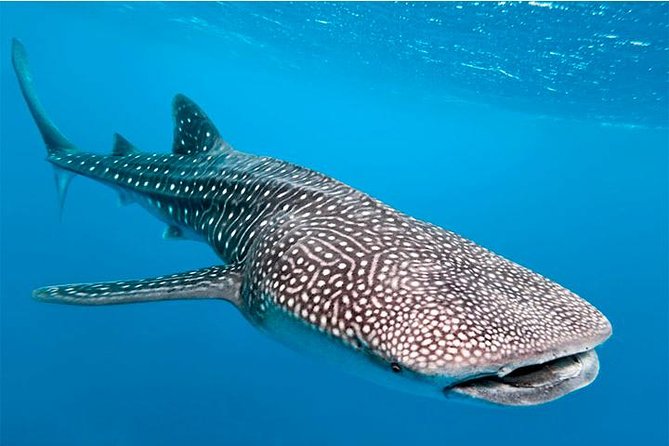Private and Shared Whale Shark Tour from Tulum - Tulum to Cancun: the early start and how pickup works