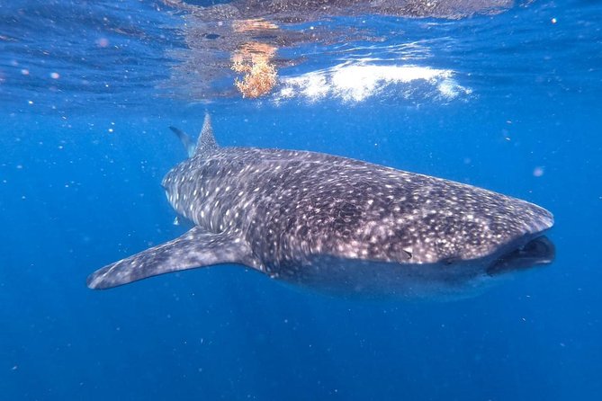 Private and Shared Whale Shark Tour from Tulum - Price check: what $255 includes and what to budget for