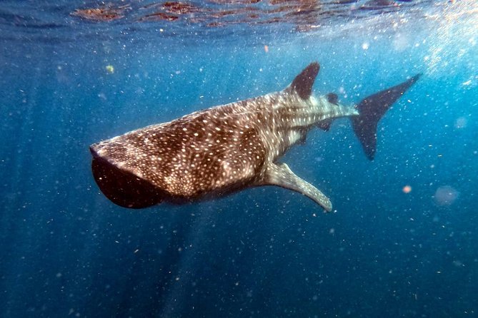 Private and Shared Whale Shark Tour from Tulum - How the whale shark swim is supervised with no contact