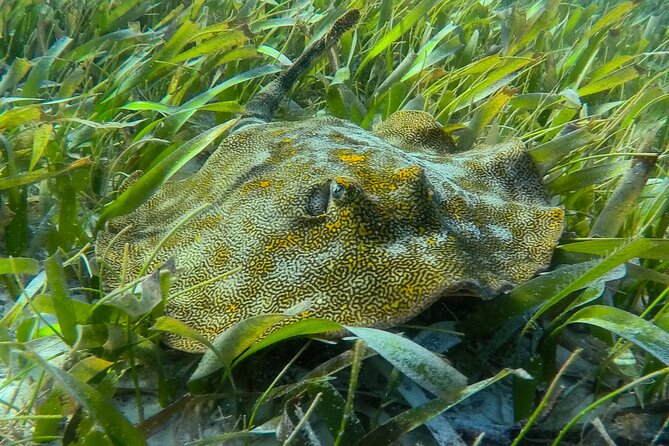Private (only you) Reef Snorkeling in Puerto Morelos 2x40 minutes - Puerto Morelos Reef Snorkeling: Close, Clear, and Built for a Private Schedule