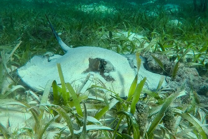 Private (only you) Reef Snorkeling in Puerto Morelos 2x40 minutes - What You’ll See Underwater: Turtles, Rays, Starfish, Lobsters, and Fish Schools