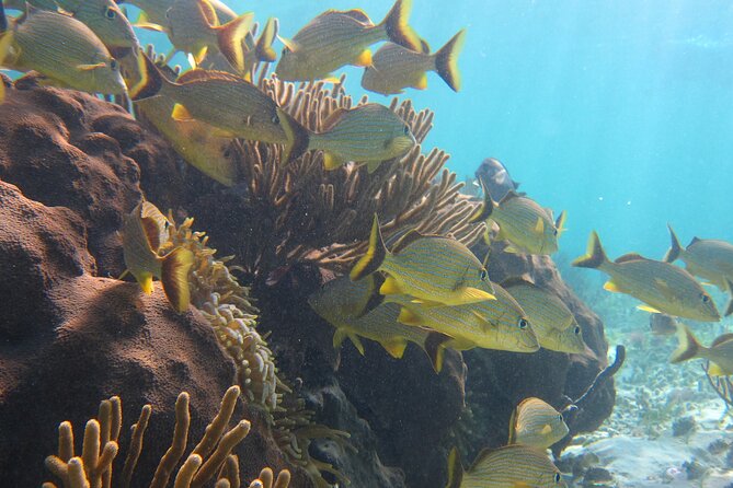 Private (only you) Reef Snorkeling in Puerto Morelos 2x40 minutes - What’s Included (and Why It Matters for Real Budgeting)
