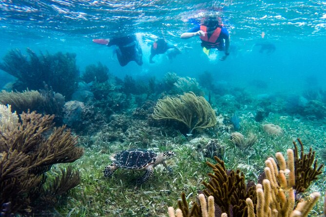 Private (only you) Reef Snorkeling in Puerto Morelos 2x40 minutes - Getting From Your Hotel to the Dock: Fast Pickup, No Hotel Hopping