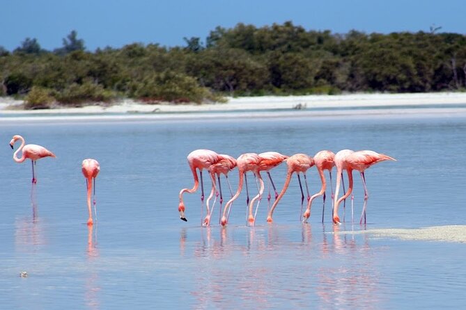 Private Rio Lagartos Flamingo and pink lakes - Key highlights worth factoring in