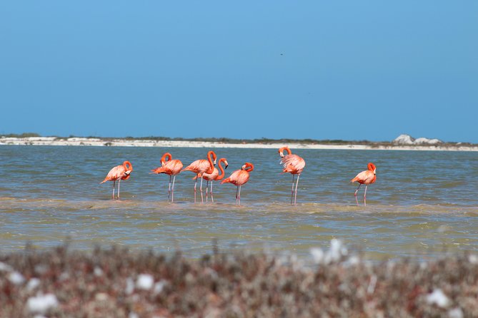 Private Rio Lagartos Flamingo and pink lakes - Rio Lagartos, pink lakes, and flamingos in one long morning