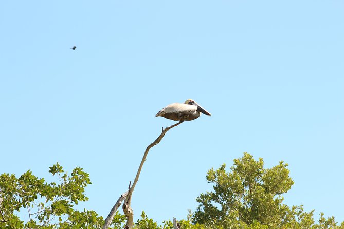 Private Rio Lagartos Flamingo and pink lakes - Transfers inside Mexico: when extra fees change the value