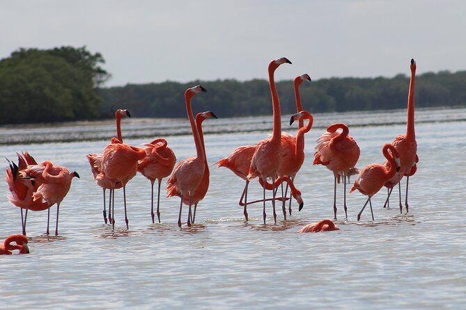 Private Rio Lagartos Flamingo and pink lakes - What to bring for sun, insects, and a boat day
