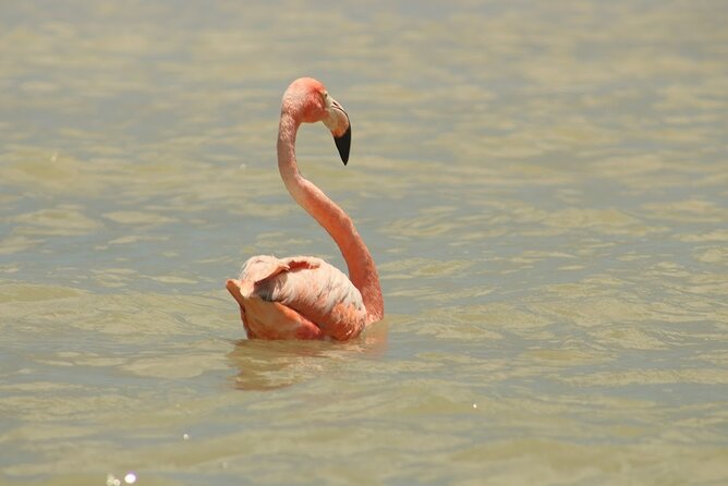 Private Rio Lagartos Flamingo and pink lakes - Getting from Tulum or Playa del Carmen: transfers and timing