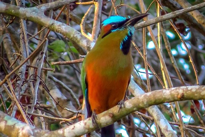 Private Tour: Birdwatching from Cancun - The Road Trip Into the Yucatan: Where Your Guide Starts Reading the Habitat