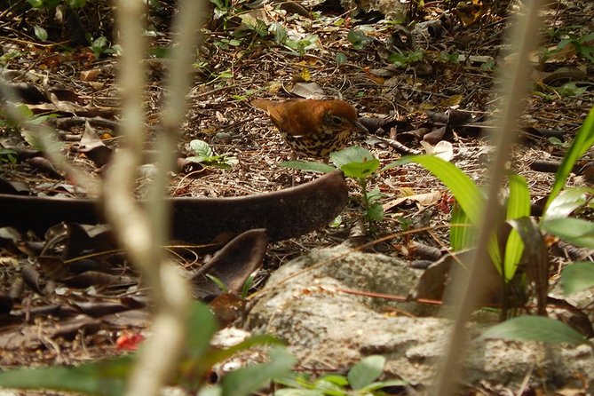 Private Tour: Birdwatching from Cancun - Stop Near Puerto Morelos: Waiting for Yellow-Lored Parrots and Friends