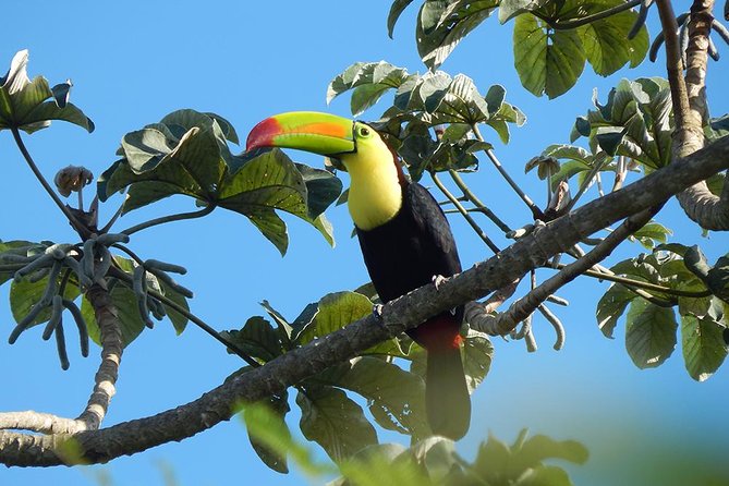 Private Tour: Birdwatching from Cancun - Into the Mayan Jungle Fringe: Short Walks, Big Payoff