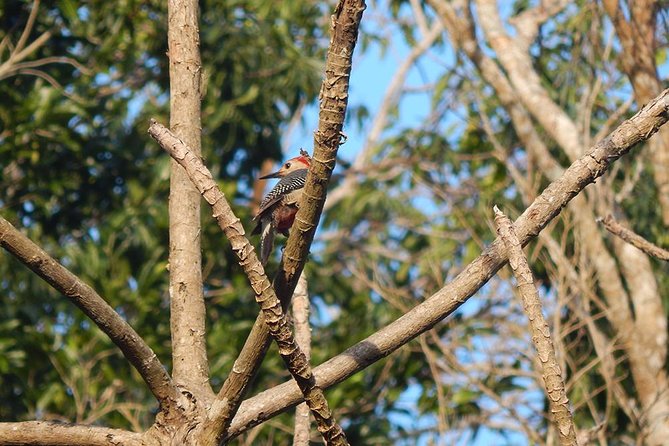 Private Tour: Birdwatching from Cancun - The Bird Targets: How to Use Your Eyes and Ears Like a Pro