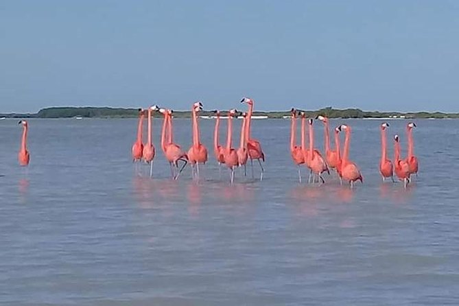 Private Tour: Pink Flamingos, Maya Temples and Ek Balam - Midday reality check: 12 hours is long, and that’s the point