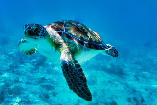 Private Tulum Mayan Ruins & Swimming with Turtles Experience - How the guides make it easier than you expect