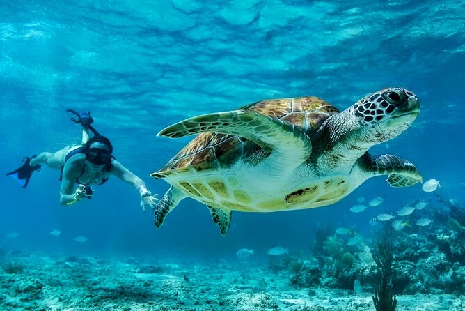 Private Tulum Mayan Ruins & Swimming with Turtles Experience - Transfers, timing, and the part you don’t want to think about