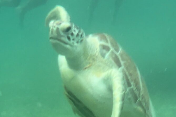 Private VW Beetle Tour Swim with Turtles, Visit Tulum Ruins&Town - Tulum Ruins on the Coast: Cliffs, Mayan Storytelling, and Plenty of Iguanas