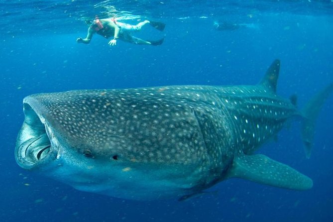 Private Whale shark Ecofriendly tour from Cancun - Out to the Search Area: What the Morning Hunt Feels Like