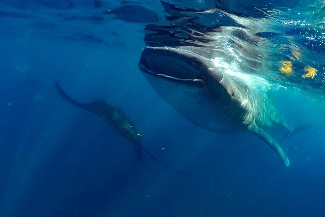 Private Whale shark Ecofriendly tour from Cancun - Snorkeling With Whale Sharks: The Part That Makes People Smile