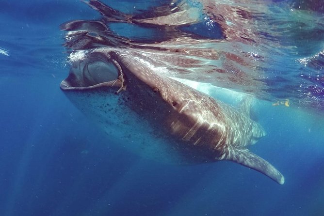 Private Whale shark Ecofriendly tour from Cancun - Reef Snorkeling and Lunch: The Midday Reset You’ll Want