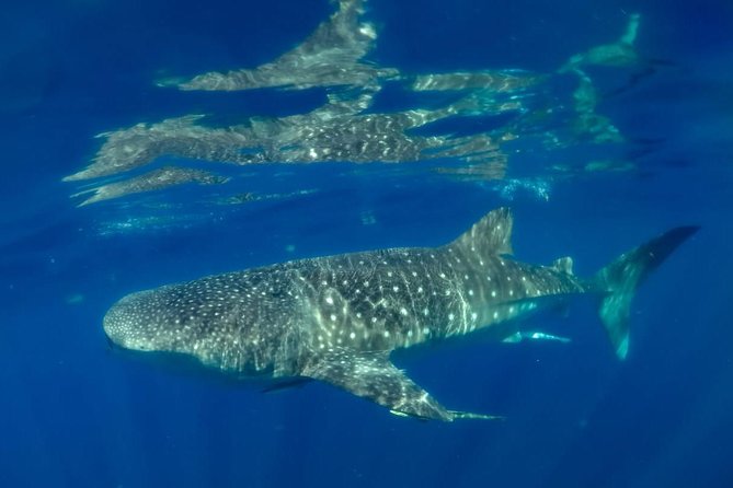 Private Whale shark Ecofriendly tour from Cancun - Eco-Friendly Touches: Hygiene and Distance That Actually Matter