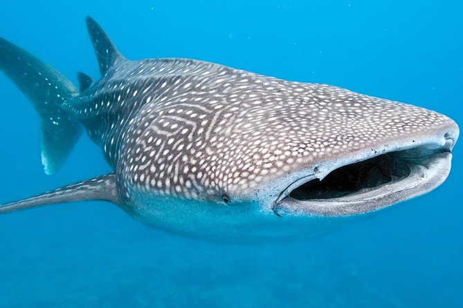 Private Whale shark Ecofriendly tour from Cancun - Price and Logistics: Does $895 Make Sense?