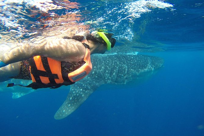 Private Whale Shark Tour from Cancun - Why a Private Whale Shark Boat Changes Everything