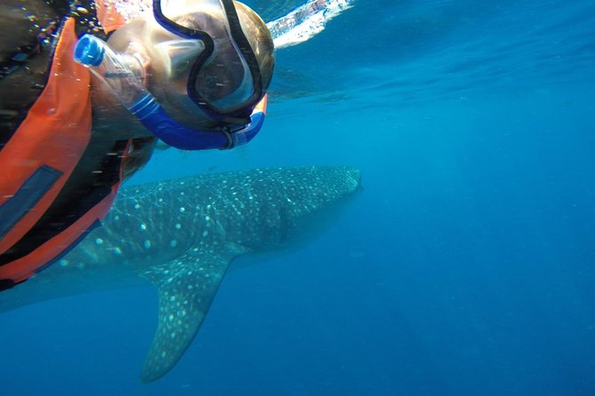 Private Whale Shark Tour from Cancun - Isla Mujeres Lunch: Ceviche, Chicken Sandwiches, and Time to Breathe