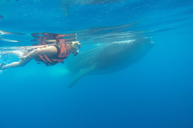 Private Whale Shark Tour from Cancun - Price and Fees: The Part You Must Plan for in Cash