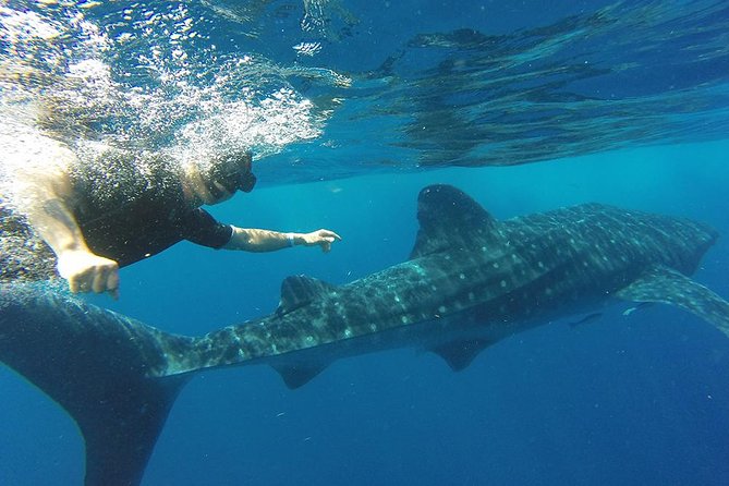 Private Whale Shark Tour from Cancun - What’s Included (and What You’ll Still Need to Bring)