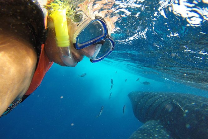 Private Whale Shark Tour from Cancun - Weather and Timing: How Not to Get Stuck in the Wrong Day