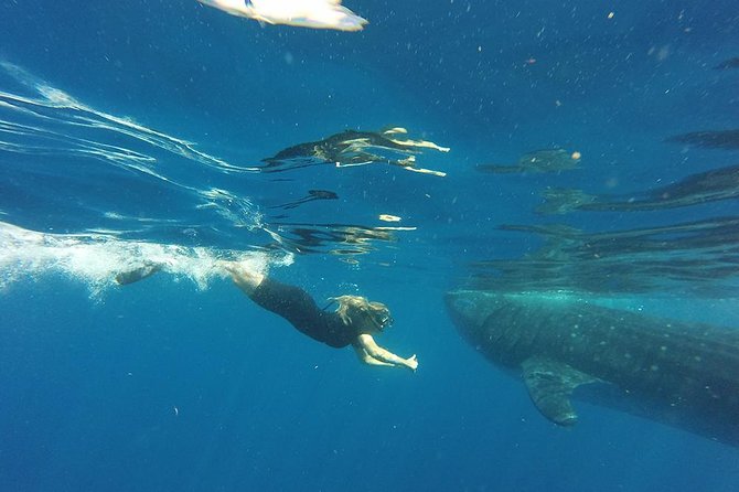 Private Whale Shark Tour from Cancun - Who This Private Whale Shark Tour Fits Best