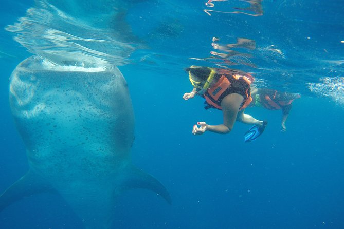Private Whale Shark Tour from Cancun - Whale Shark Snorkeling: Gear, Safety, and Real Chances to See Them