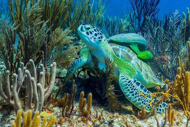 Puerto Morelos Catamaran Reef Sail and Snorkel - Who should book this (and who should skip it)
