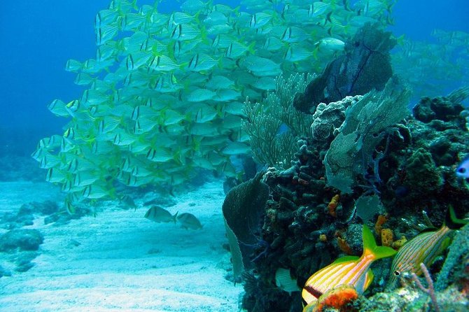 Puerto Morelos Reef Snorkeling Tour with Lunch - Snorkeling the Mesoamerican Barrier Reef: what makes this tour worth $85