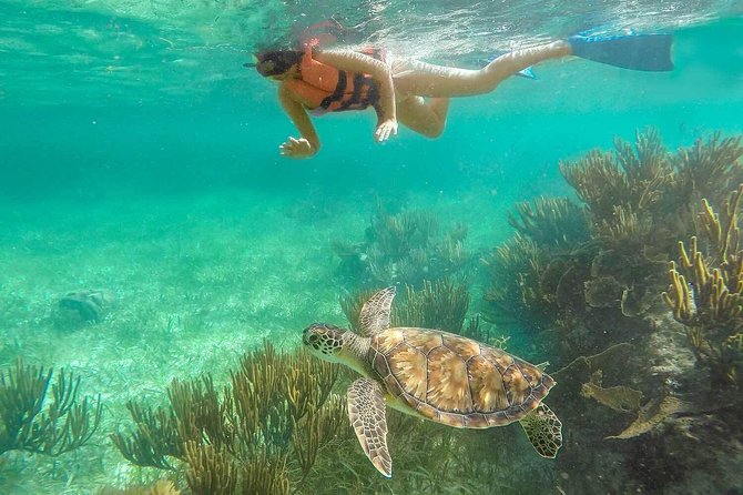 Puerto Morelos Reef Snorkeling Tour with Lunch & Hotel Pickup - Marine Life You Can Hope For (and How to Increase Your Odds)