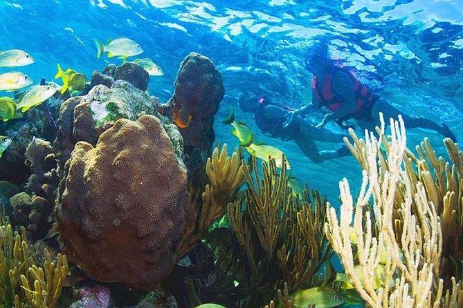 Puerto Morelos Reef Snorkeling Tour with Lunch & Hotel Pickup - Lunch in Puerto Morelos: Seafood Fuel and a Real Local Meal