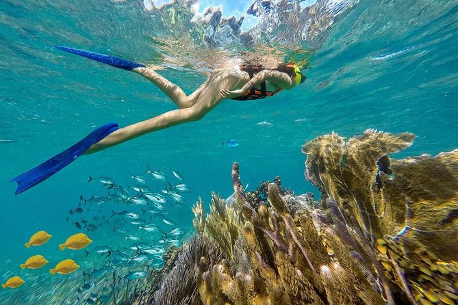 Puerto Morelos Reef Snorkeling Tour with Lunch & Hotel Pickup - From Hotel to Coast: What Happens Before You Hit the Water