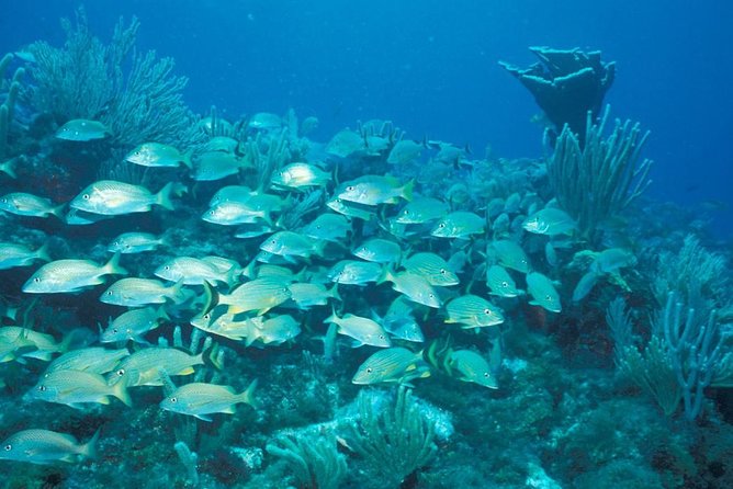 Puerto Morelos Reef Snorkeling Tour with Lunch - Two snorkeling stops near Puerto Morelos: why “spot two” is a big deal