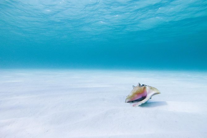 Puerto Morelos Secret Sandbar Catamaran Sail - Unlimited drinks: fun, but know the rules