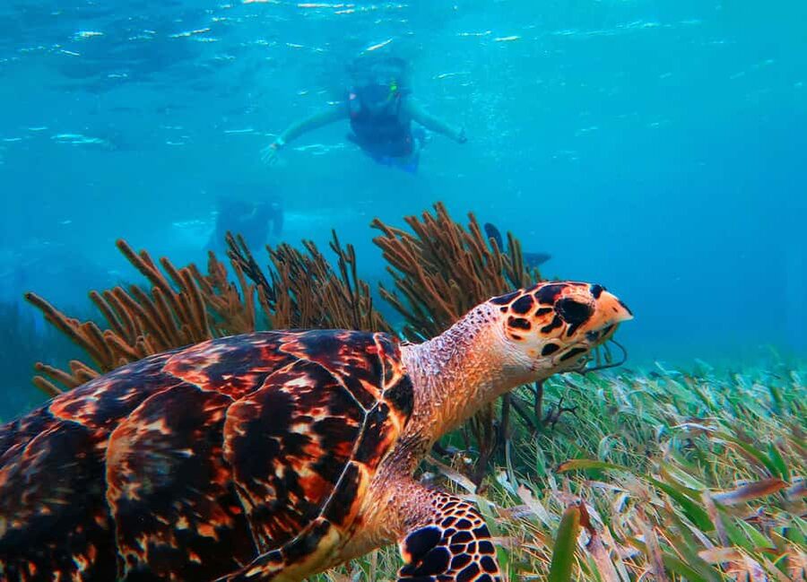 Puerto Morelos: Snorkel, Town Walk, Tequila & Beach Lunch - Small Print That Can Trip You Up: Cash, Lockers, and No Electronics