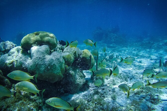 Reef Snorkel In National Park In Puerto Morelos With Lunch And Transportation - Puerto Morelos walk and artisan shopping: what you’ll get (and what you might not)