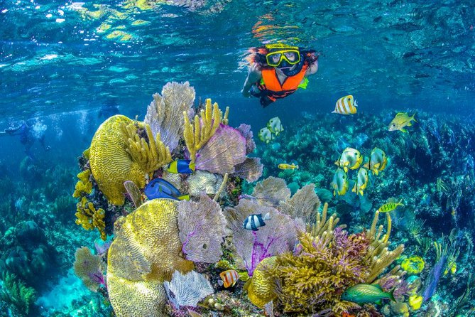 Reef Snorkel In National Park In Puerto Morelos With Lunch And Transportation - The snorkeling reality: guided swim time and what your body needs