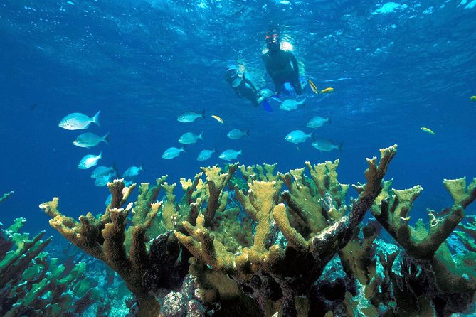 Reef Snorkel, underwater adventure in Puerto Morelos With Transportation & Lunch - National Reef Park Snorkeling: What You’ll See Underwater