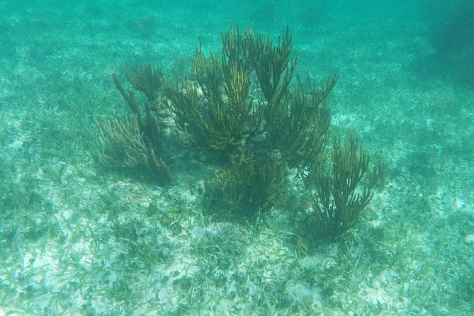 Reef Snorkel, underwater adventure in Puerto Morelos With Transportation & Lunch - The Boat Ride, Equipment, and Guide Help (The Part You’ll Actually Feel)