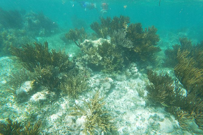Reef Snorkel, underwater adventure in Puerto Morelos With Transportation & Lunch - The Itinerary Feel: Clean, Half-Day Pace